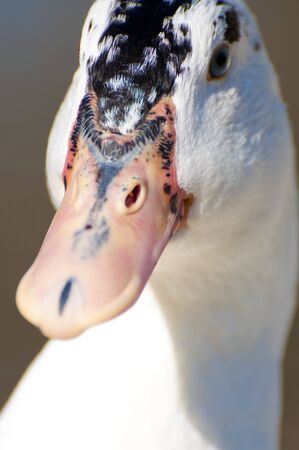 Image of a duck in river. Wild life from spainの写真素材