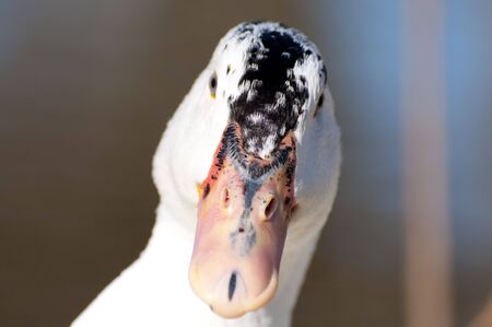 Image of a duck in river. Wild life from spainの写真素材