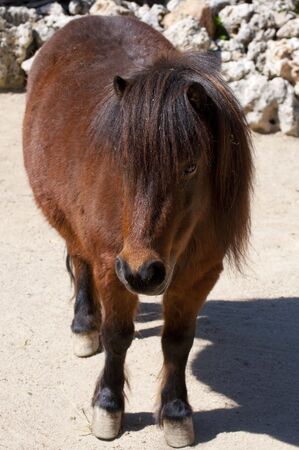 Picture of a nice poney. Brown hair.の写真素材