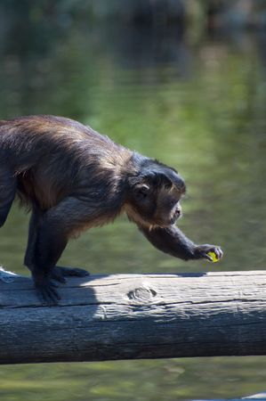 Picture of a beautiful monkey with nice skinの写真素材