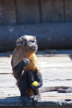 Picture of a beautiful monkey with nice skinの写真素材