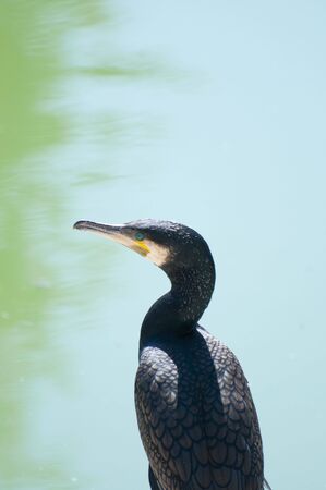 Picture of a cormorant.Nice hair and beak.の写真素材