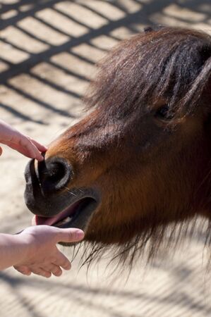 Picture of a nice poney. Brown hair.の写真素材