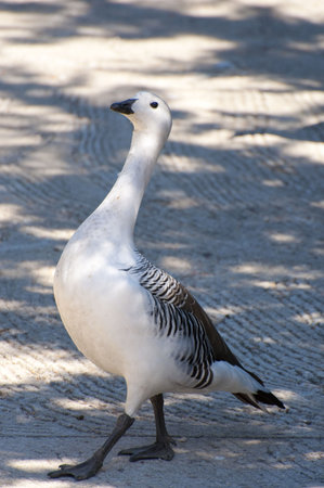 Image of a duck in river. Wild life from spainの写真素材