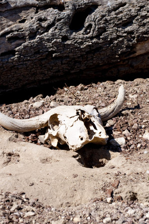 Image of a skull with nice detailsの写真素材