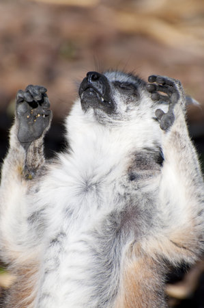 Picture of a nice lemur with beautiful eyes and skin.