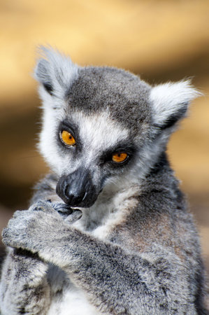 Picture of a nice lemur with beautiful eyes and skin.の写真素材