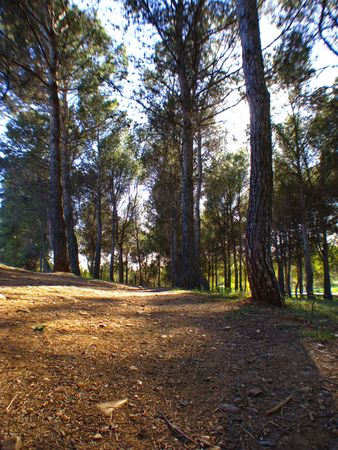 Picture of a green forestの写真素材