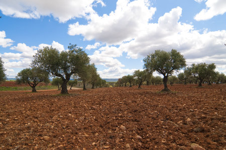 Picture of an olive field from spain.の写真素材