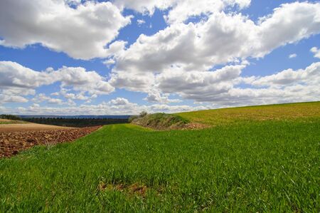 Picture of a wheat field from spain.の写真素材