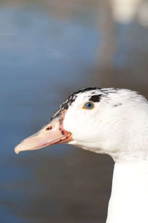 Image of a duck in river. Wild life from spainの写真素材