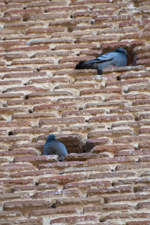 Pigeon´s picture over antique wallの写真素材
