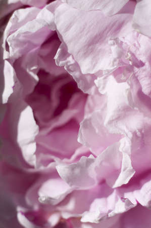 Flower detail´s picture with vivid colors.の写真素材