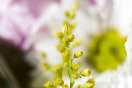 Flower detail  picture with vivid colors.の写真素材