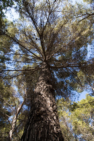 Picture of a green forest