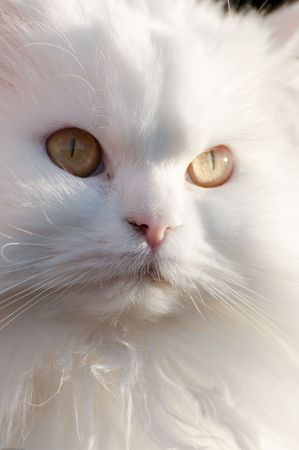 Picture of a white persian cat.の写真素材