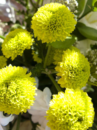 Flower detail  picture with vivid colors.の写真素材