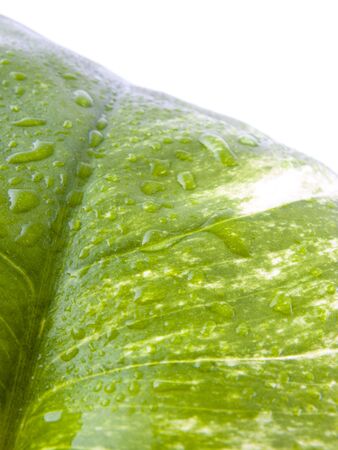 Picture of a leaf with rain dropsの写真素材