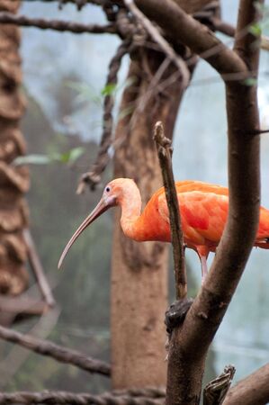 Picture of an orange bird with big beak.の写真素材