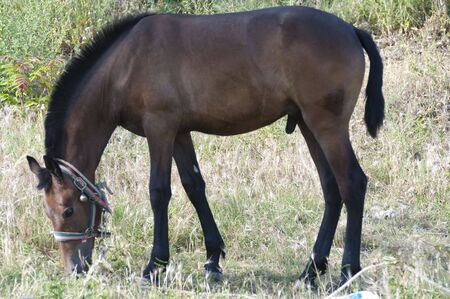 Picture of a horse on the hill.の写真素材