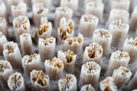 Picture of a sheel. Ocean´s live. Macro. Nice detailsの写真素材