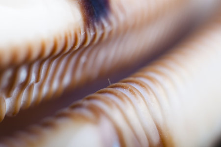 Picture of a sheel. Ocean´s live. Macro. Nice detailsの写真素材