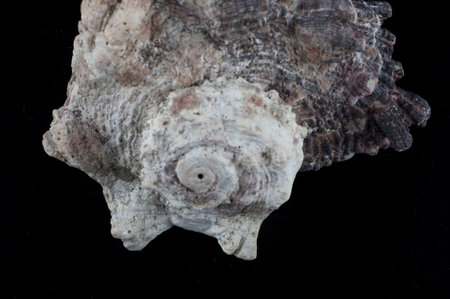 Picture of a sheel. Ocean´s live. Macro. Nice details