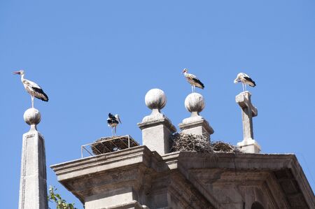 Picture of a nest stork over a roof.の写真素材
