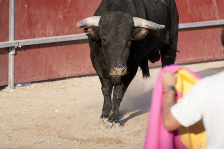 Fighting bull picture from Spain. Black bullの写真素材