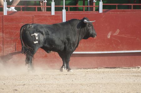Fighting bull picture from Spain. Black bullの写真素材