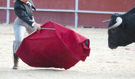 Fighting bull picture from Spain. Black bullの写真素材