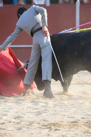 Fighting bull picture from Spain. Black bullの写真素材