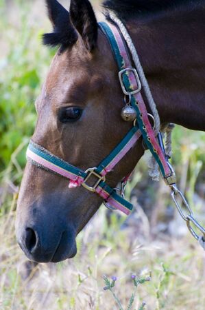 Picture of a horse on the hill.の写真素材
