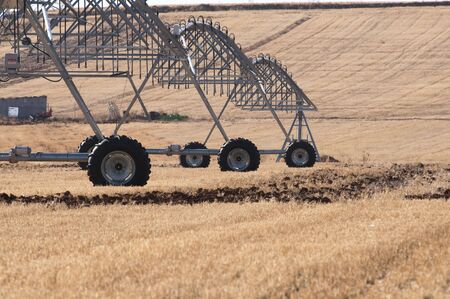 straws of hay, grain crop field pictureの写真素材