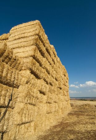 straws of hay, grain crop field pictureの写真素材