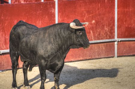 Fighting bull picture from Spain. Black bullの写真素材