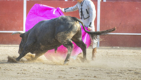 Fighting bull picture from Spain. Black bullの写真素材