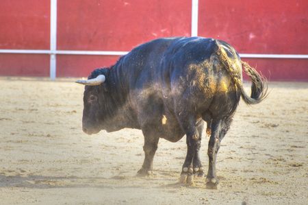 Fighting bull picture from Spain. Black bullの写真素材