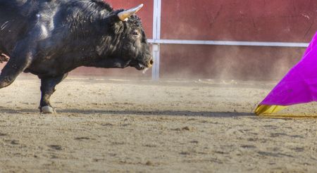 Fighting bull picture from Spain. Black bullの写真素材