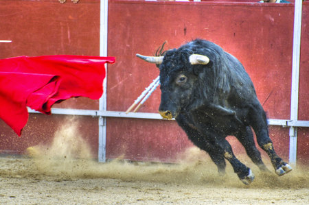 Fighting bull picture from Spain. Black bullの写真素材