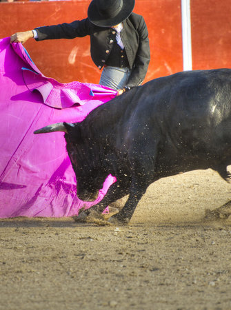 Fighting bull picture from Spain. Black bullの写真素材