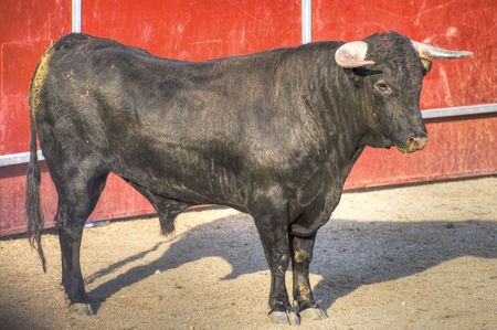 Fighting bull picture from Spain. Black bullの写真素材