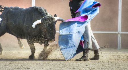 Fighting bull picture from Spain. Black bullの写真素材