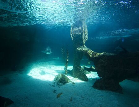 Healthy coral reefの写真素材