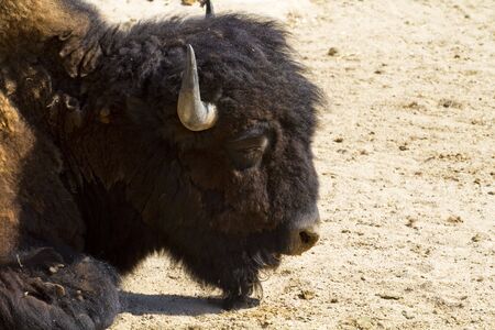 Head on American Bisonの写真素材