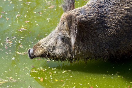 wild pigの写真素材