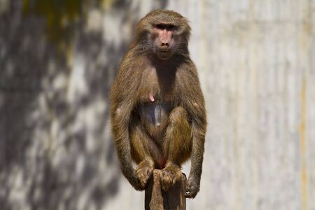 Baboon (Papio hamadryas ursinus)の写真素材