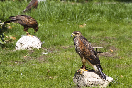 raptors