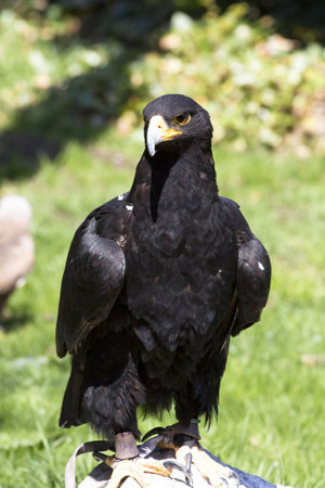 Black eagle