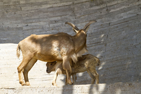 Spanish ibexの写真素材